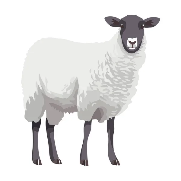 子羊の家畜のアイコンを隔離し — ストックベクタ