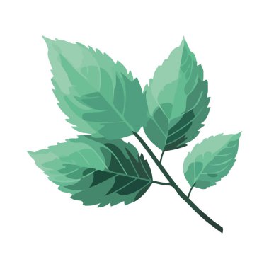 Ağaç dalı simgesinde taze yeşil yapraklar izole edildi