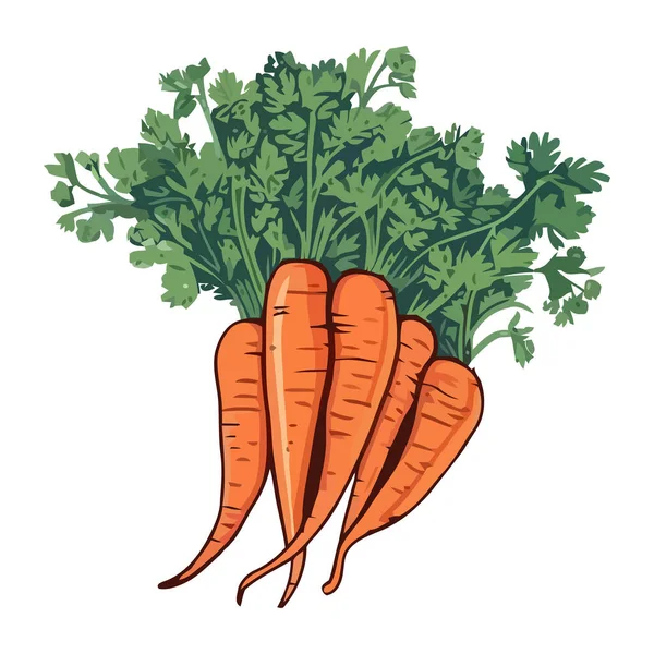 Изолированная Свежая Органическая Морковь Спелый Здоровый Образ Питания — стоковый вектор