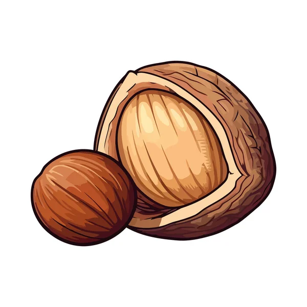 Fresh Organic Nut Snack Ripe Icon Isolated — Stock Vector