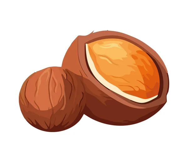 Zralé Ořechy Semínko Zdravé Tropické Občerstvení Ikona Izolované — Stockový vektor