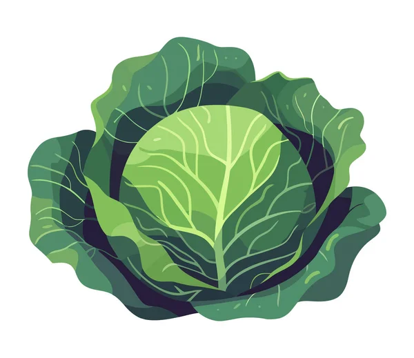 Φρέσκο Οργανικό Λάχανο Ένα Σύμβολο Της Υγιεινής Διατροφής Εικόνα Απομονωμένη — Διανυσματικό Αρχείο