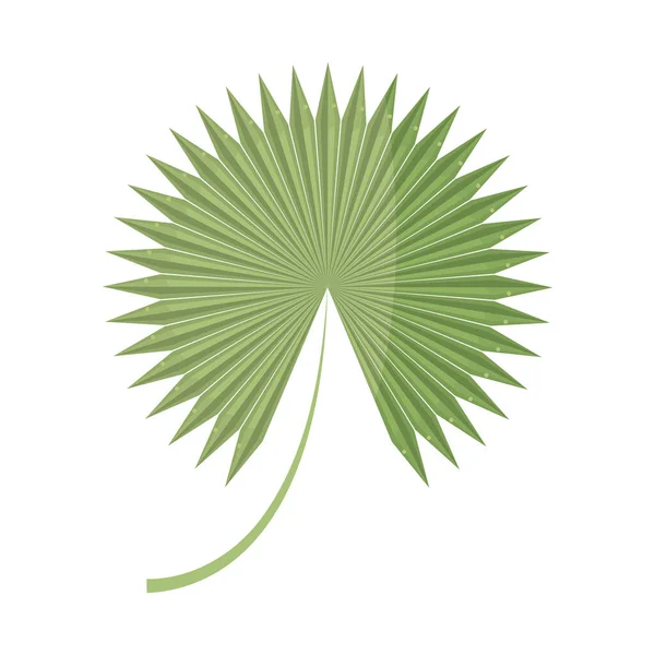 Leaf Palm Icon Isolated Vector — Stock Vector