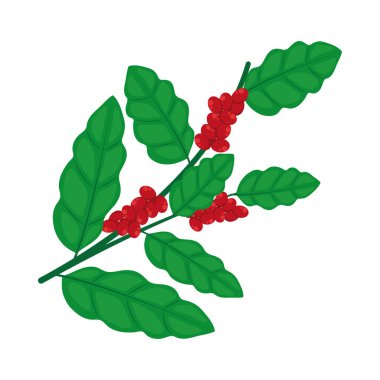 Kahve dalı çizim vektörü izole edildi