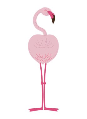 Flaman kuşu şirin izole edilmiş simge