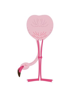 Tropikal Flaman kuşu izole tasarımı