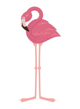 Pembe Flaman kuşu vahşi karakteri izole edildi