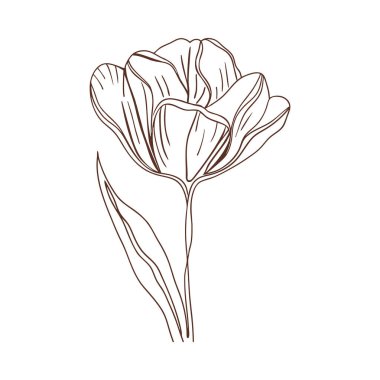 Boho çiçeği zarif lale zarif çizgi sanatı