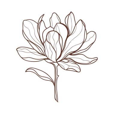 Boho çiçeği manolya zarafeti narin çizgi sanatı