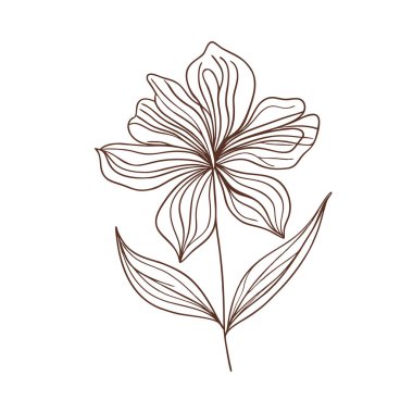 Boho çiçeği narin zambak çizimi