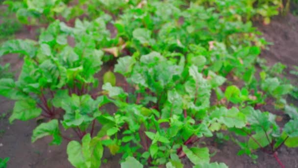 红色的甜菜根茎在花园床的背景下显得非常接近 优质Fullhd影片 — 图库视频影像