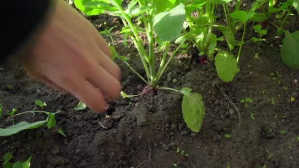 Sebze Bahçesinden Kırmızı Turp Topluyorum Yüksek Kalite Görüntü — Stok video
