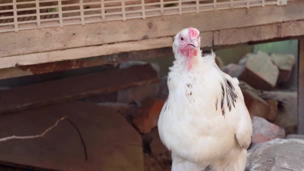白い鶏のクローズアップは くちばしを通して喘ぐ 高品質4K映像 — ストック動画