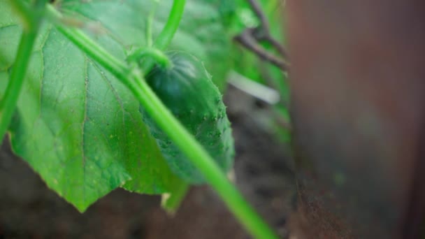 Hand Plucks Ripe Green Cucumber Close Blurred Background Plantation Growing — Stock Video