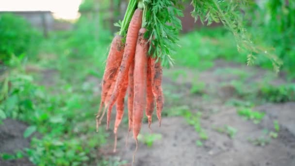 Hand Shows Harvest Carrots Close Background Vegetable Garden Orange Juicy — Stock Video