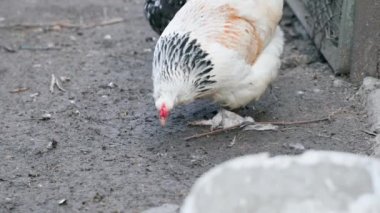 Beyaz bir tavuk yiyecek aramak için caddede yürüyor. Yüksek kalite 4k görüntü