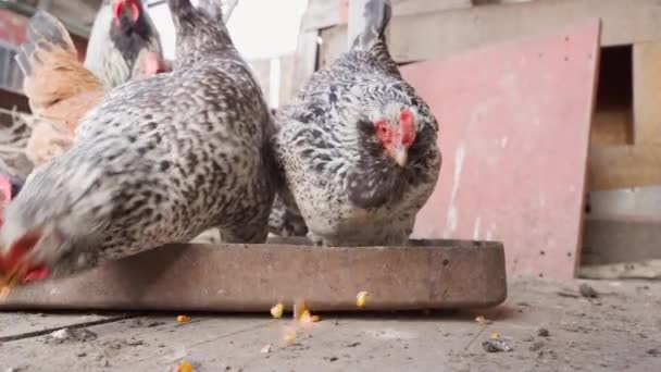 Kurczaki Dziobają Spadającą Kukurydzę Zwolnionym Tempie Wysokiej Jakości Materiał Filmowy — Wideo stockowe