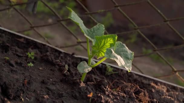 Genç Bir Salatalık Filizi Bulanık Arka Planda Yakın Planda Toprakta — Stok video