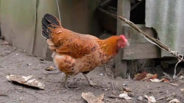 Brązowy Kurczak Idzie Ulicą Szukając Jedzenia Wysokiej Jakości Materiał — Wideo stockowe