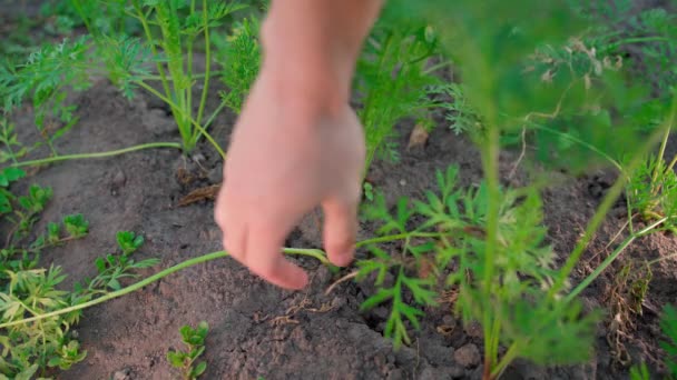 Рука Вытаскивает Большую Сочную Морковку Почвы Крупным Планом Размытом Фоне — стоковое видео