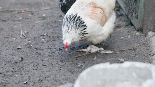 白い鶏が食べ物を探して通りを歩いている 高品質4K映像 — ストック動画