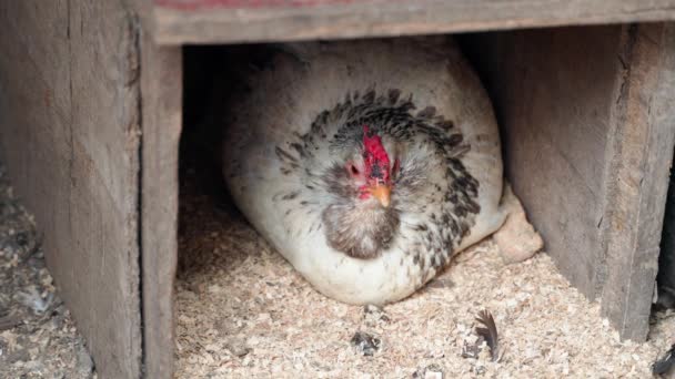 마리가 손상된 둥지에 고품질 — 비디오
