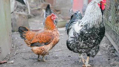 Kahverengi tavuk ve horoz otlağa yakın çekimde. Yüksek kalite 4k görüntü