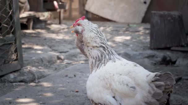 法弗罗勒鸡通过其张开的嘴呼吸特写 呼吸和热量不足影响了家禽饲养场的鸟类和蛋的生产 这只可怜的小鸡夏天口渴 高质量4K — 图库视频影像