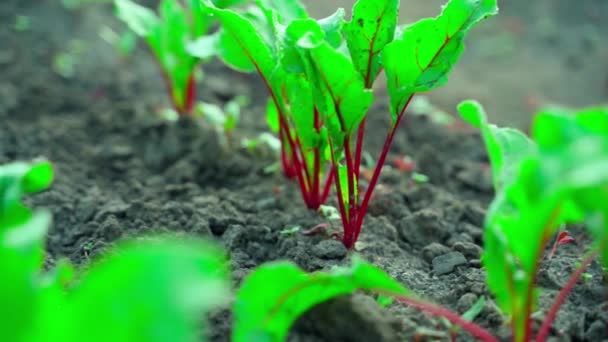 幼小的红色甜菜苗长在花园里的床上 背景模糊不清 在种植园种植根茎作物 镜头动作平稳 美丽整洁的花园 没有杂草 — 图库视频影像