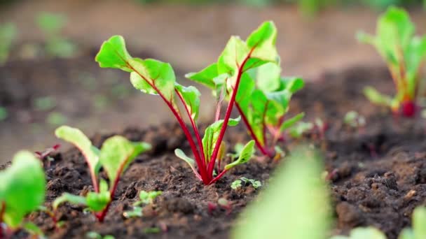 清晨日出时分 在一个背景模糊的花园床上 种植着红色的小甜菜 在家庭种植园种植根茎作物 在家里种植蔬菜时相机动作流畅 — 图库视频影像