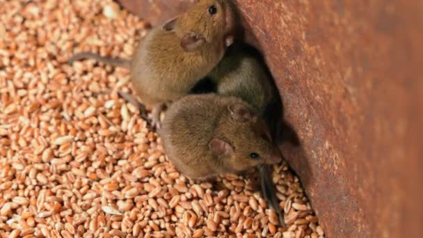 Polní Myši Sudu Pšenice Zblízka Snaží Dostat Ven Škůdci Obilí — Stock video