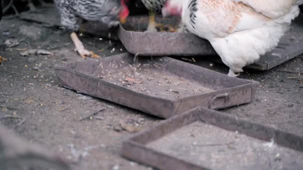 Utfodringsprocessen För Vete Fjäderfäfarm Nära Håll Kycklingar Äter Säd Högkvalitativ — Stockvideo