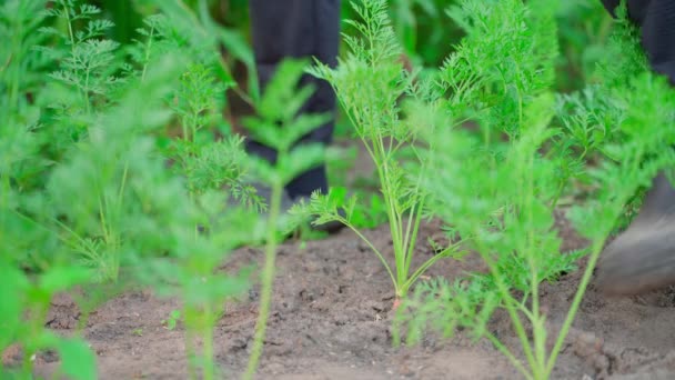 Man Pulls Ripe Carrots Soil High Quality Footage — Stock Video