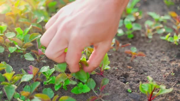 Yabani Otlardan Kırmızı Pancar Yetiştiren Bir Bahçe Yatağı Işleme Bir — Stok video