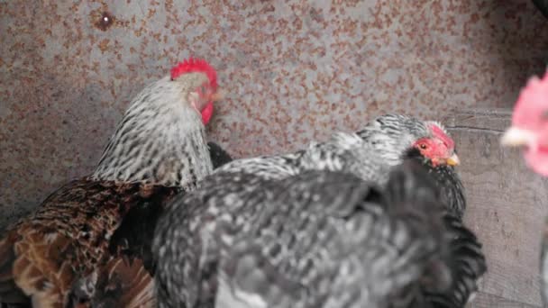 Hens Different Colors Rest Clean Feathers Close High Quality Footage — Stock Video