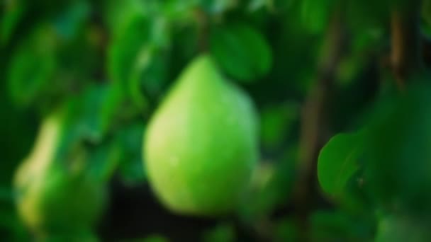 Reife Grüne Birne Wassertropfen Wächst Großaufnahme Auf Einem Baum Morgentau — Stockvideo