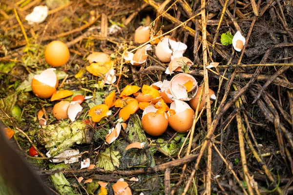 Egg shells and other organic human waste on a compost heap. Secondary rational use of food waste for processing into fertilizer for garden beds.