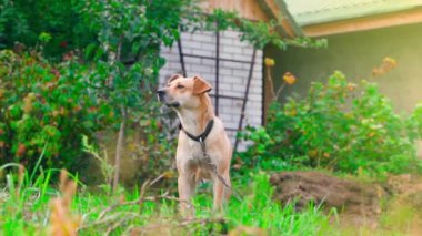 Güzel açık kahverengi köpek, bulanık bir arkaplanda, özel bir arsada tasma takıyor. Tetikte ve ciddi bir bekçi köpeğinin etrafında düzgün bir kamera hareketi. Yüksek kaliteli FullHD görüntüler