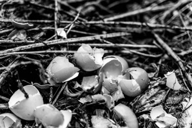 Yumurta kabuklu gübre yığınının siyah-beyaz fotoğrafı. Doğal kaynakların rasyonel kullanımı. Bahçe için ev yapımı organik gübre topluyorum. Çürüyen yiyecek atıkları