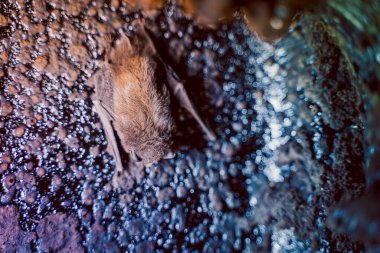 Bir yarasa sonbaharda bacanın içinden katı bir yakıt kazanının şöminesine tırmandı ve yakın plan çekimde uyudu.