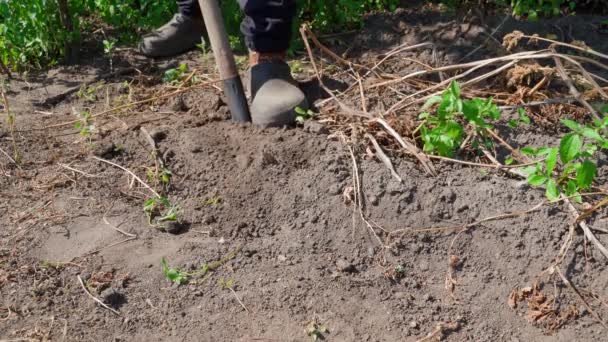 土の近くからシャベルでジャガイモを掘るプロセス 野菜園から根菜類を収穫する 手は土からジャガイモを集める 自家製天然野菜の栽培 — ストック動画