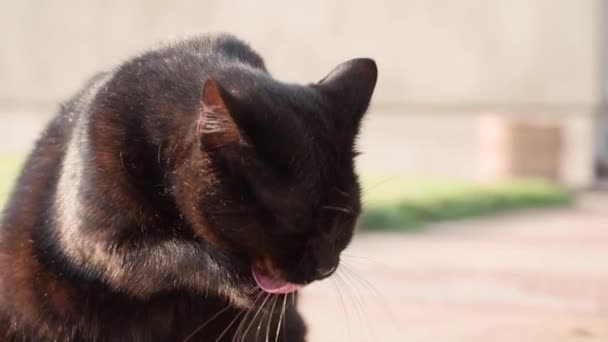 Piękny Czarny Kot Liże Łapę Bliska Rozmytym Tle Świeżym Powietrzu — Wideo stockowe