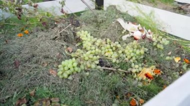 Yiyecek ve bahçe atığı dolu gübre yığını. Organik ürünlerin, bahçe toprağı için gübreye dönüştürülmesi. Bozuk üzüm kümeleri atıldı. Çiftlikte atıksız üretim. Yüksek