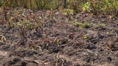 Sonbaharda güneşli havalarda kuru patates dolu sebze bahçesi. Pürüzsüz kamera hareketi. Patates hasadı zamanı. Ev yapımı bir çiftlikte doğal sebze yetiştirmek. Yüksek kalite FullHD