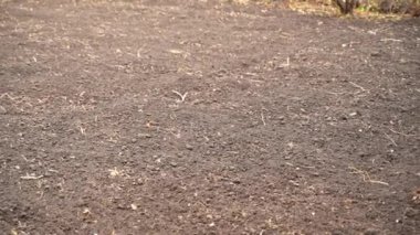 Hasattan sonra boş bahçe. Patates hasadından sonra bahçe toprağı. Bahçeyi kışa hazırlıyorum. Pürüzsüz kamera hareketi. Yüksek kaliteli FullHD görüntüler