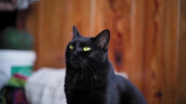 Sarı-yeşil gözlü, bulanık arka planda güzel bir siyah kedi etrafında düzgün bir kamera hareketi. Ciddi, heybetli kedi bakışı. Bir evcil hayvan kameraya bakıyor. Yüksek kaliteli FullHD görüntüler