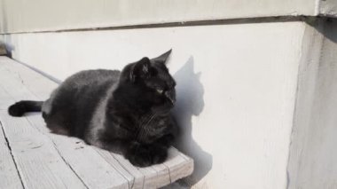 Çerçevenin dışındaki güzel siyah kedi yavaş çekimde. Yüksek kaliteli FullHD görüntüler