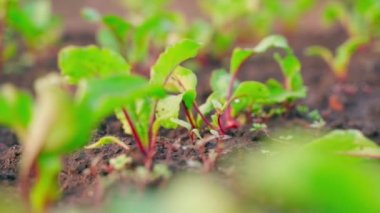 Toprakta büyüyen genç bir pancarın etrafında düzgün bir kamera hareketi. Sebze bahçesinde sebze yetiştiren yeşil yapraklar. Yüksek kaliteli FullHD görüntüler