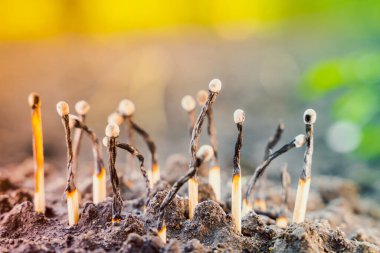 Yanık ahşap kibrit, bulanık bir arka planda, toprağa yakın planda sıkışmış.