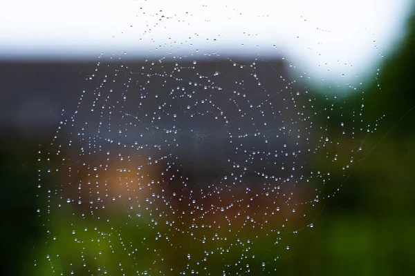 Vízcseppek Eső Után Egy Pókháló Közeli Felvételen Homályos Háttérrel — Stock Fotó